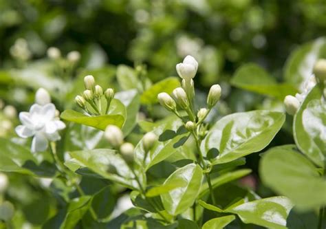 茉莉花怎麼種|茉莉花種植方法與技巧，剛買的茉莉怎麼移栽